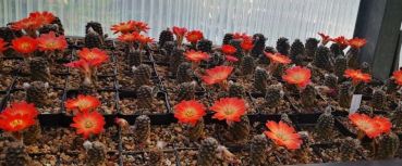 Rebutia simoniana